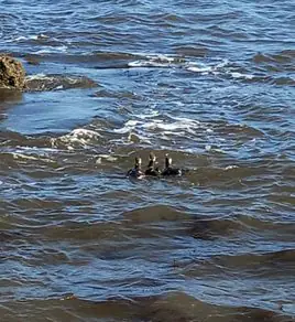 Los araos fueron liberados en la playa de Moniello, en Gozón.