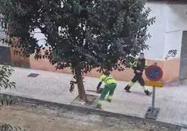 Operarios talando los árboles en la calle Venezuela, en el barrio de La Calzada.