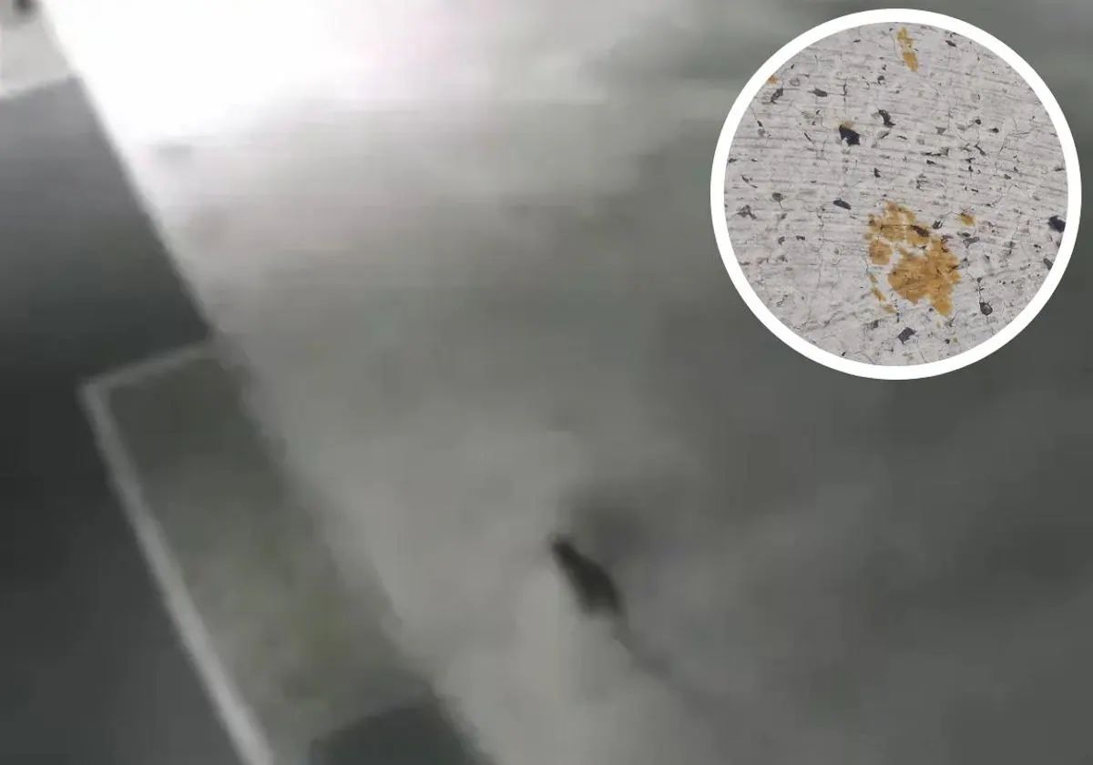 Alerta por un gato tóxico en Japón