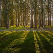 Ence Terra: gestión forestal sostenible y futuro para el rural