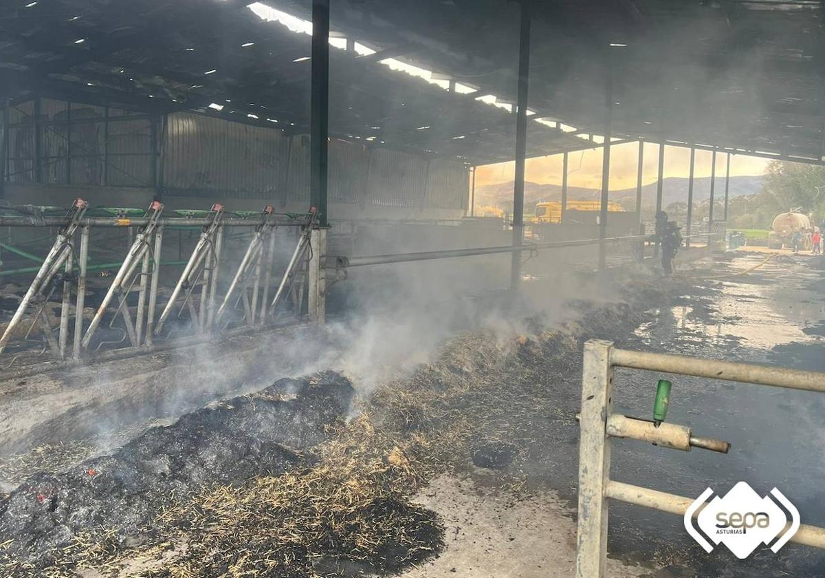 Interior de la ganadería, en Valdés, donde se declaró el incendio que fue extinguido esta mañana por los bomberos.