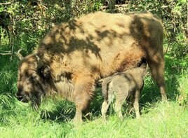 En 2014, nació el primer bisonte europeo en Asturias después de 10.000 años.