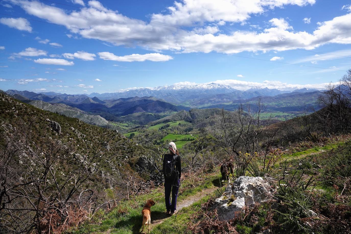 Mirando hacia los Picos de Europa desde uno de los senderos que ascienden a Pienzu desde la localidad de Cofiñu, en Parres.