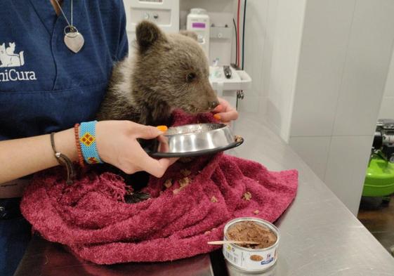 Una veterinaria alimenta a la osezna en una cínica de Oviedo.