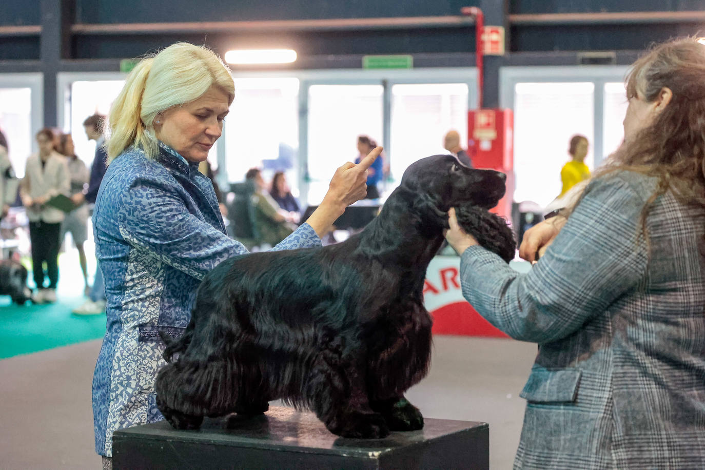 Las mascotas de Gijón dejan su huella en busca de la adopción