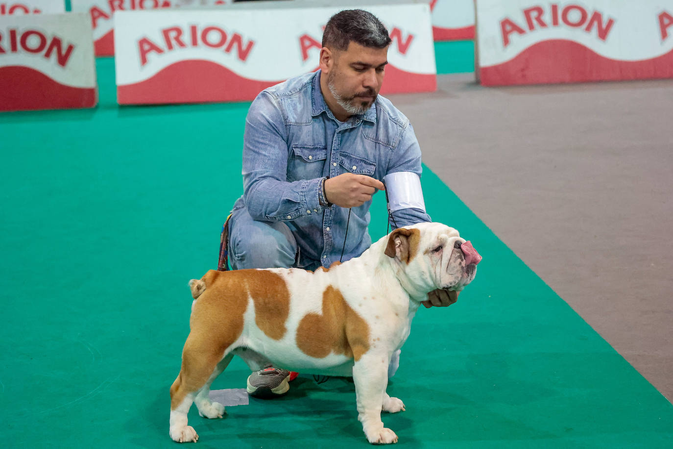 Las mascotas de Gijón dejan su huella en busca de la adopción