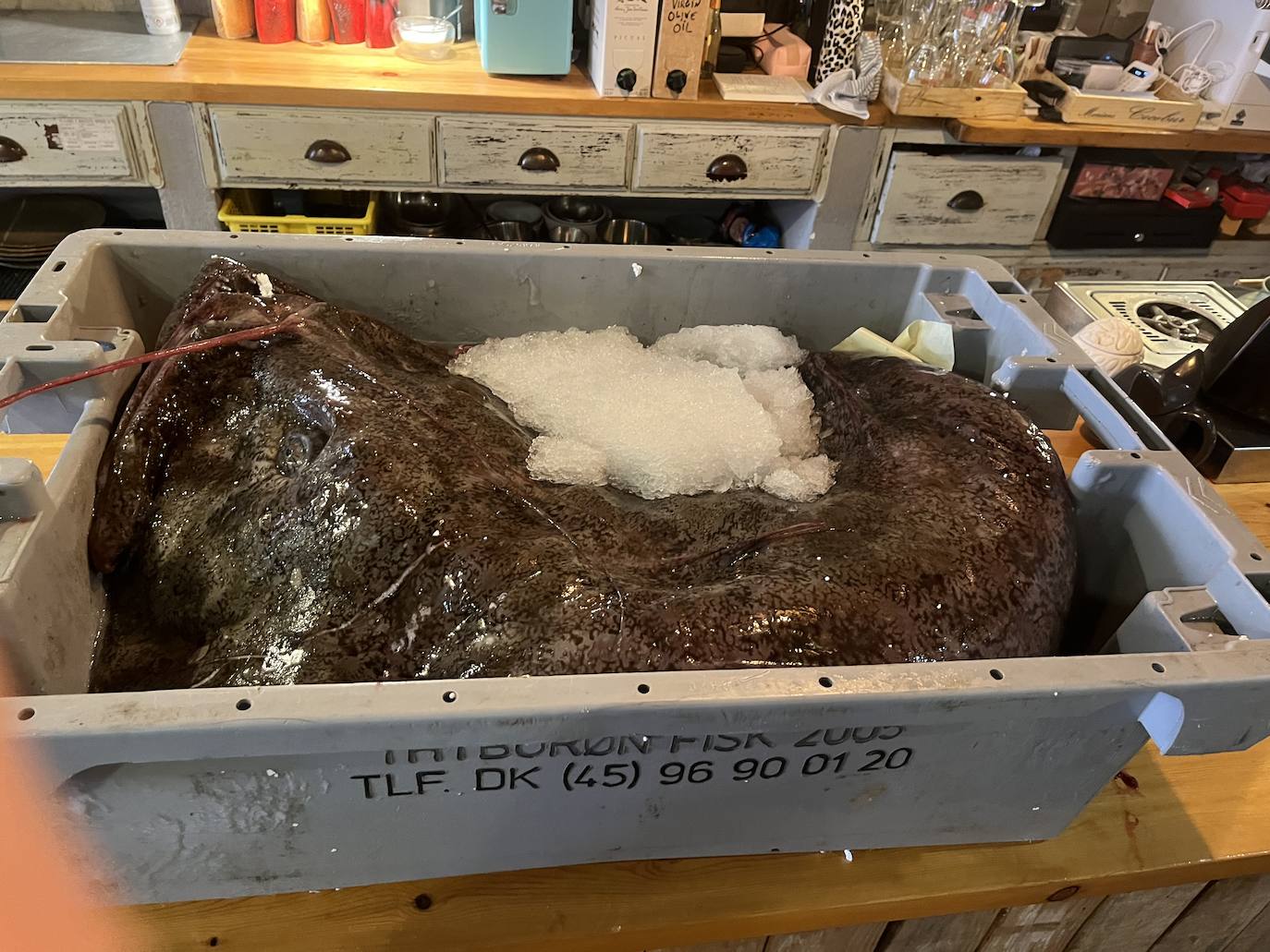 Así es el espectacular pixín de 55 kilos que se podrá degustar en Gijón