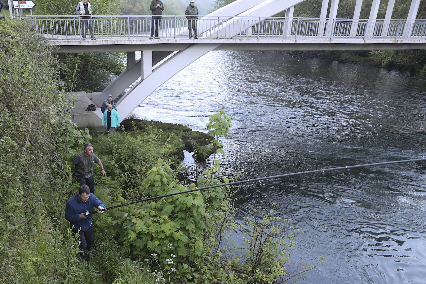 El campanu de Asturias sale en el río Narcea