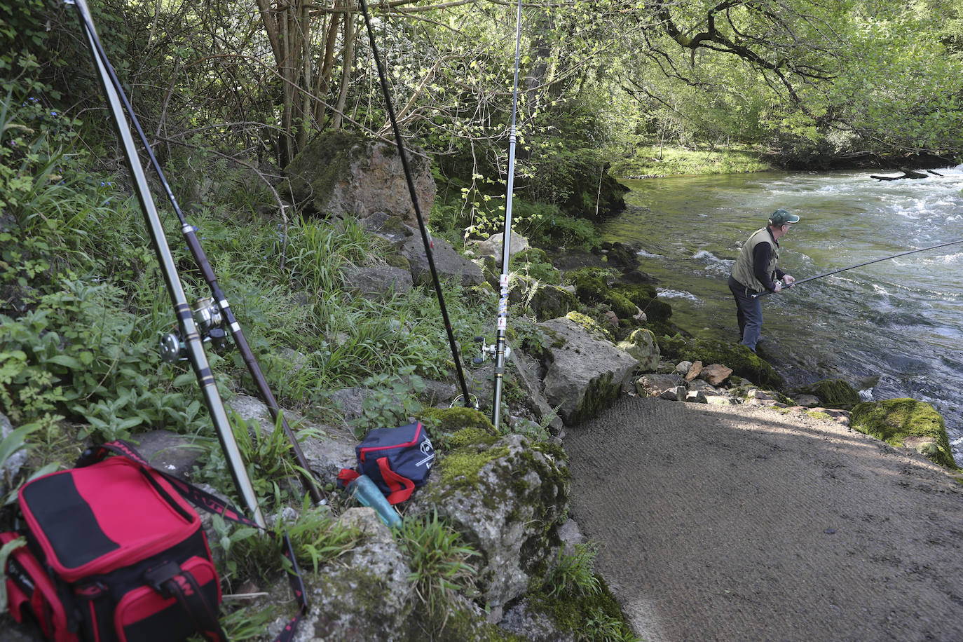 El campanu de Asturias sale en el río Narcea