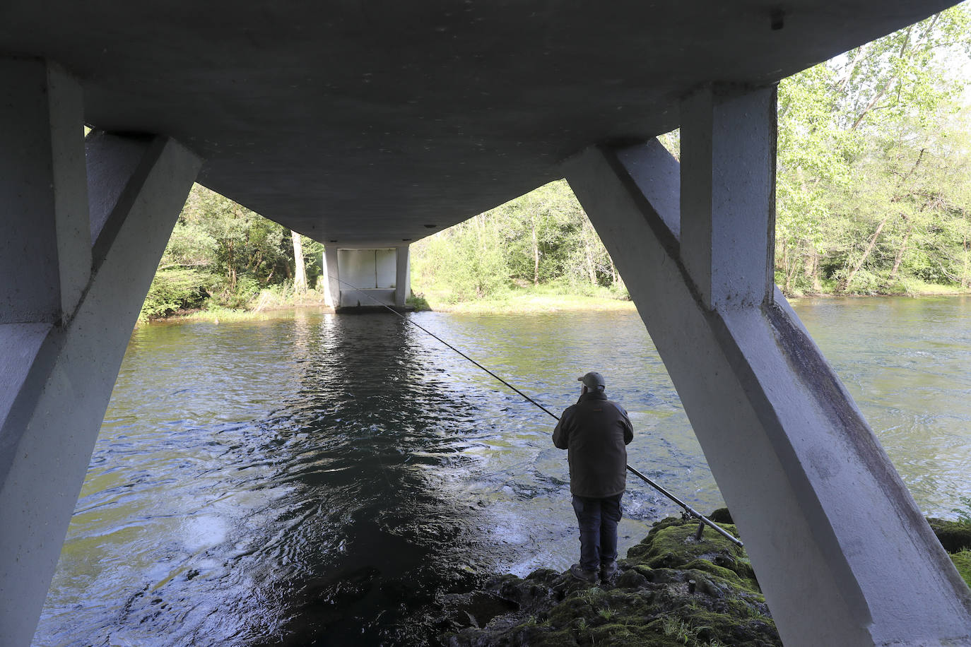 El campanu de Asturias sale en el río Narcea