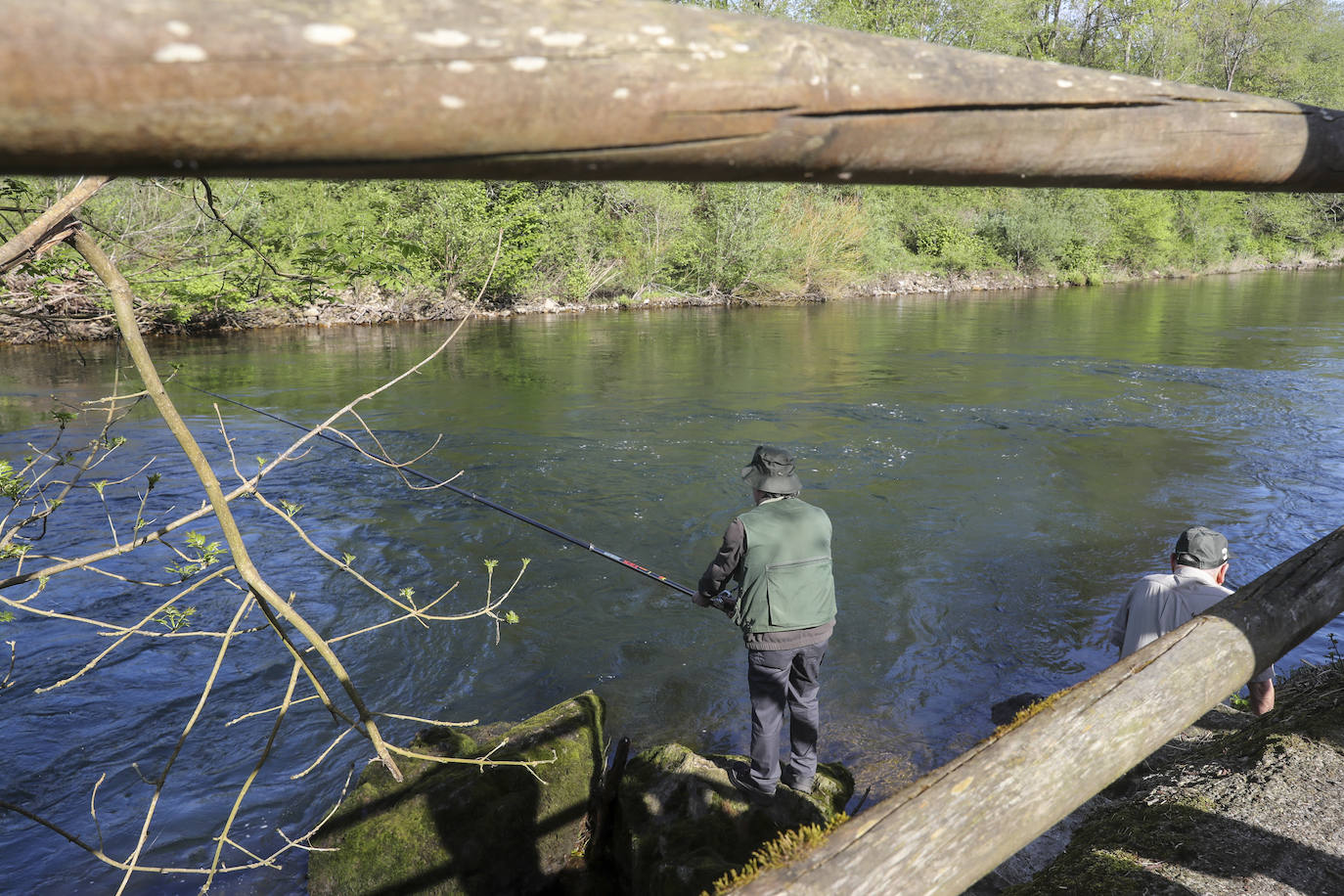 El campanu de Asturias sale en el río Narcea