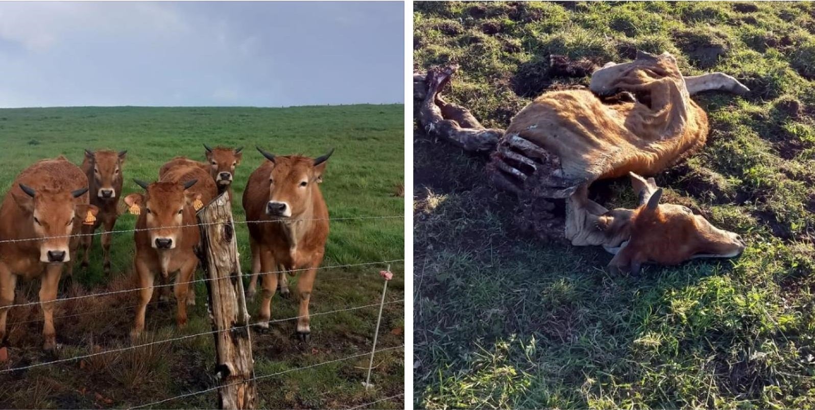 La imagen compartida del antes y después de los reses de vacuno.
