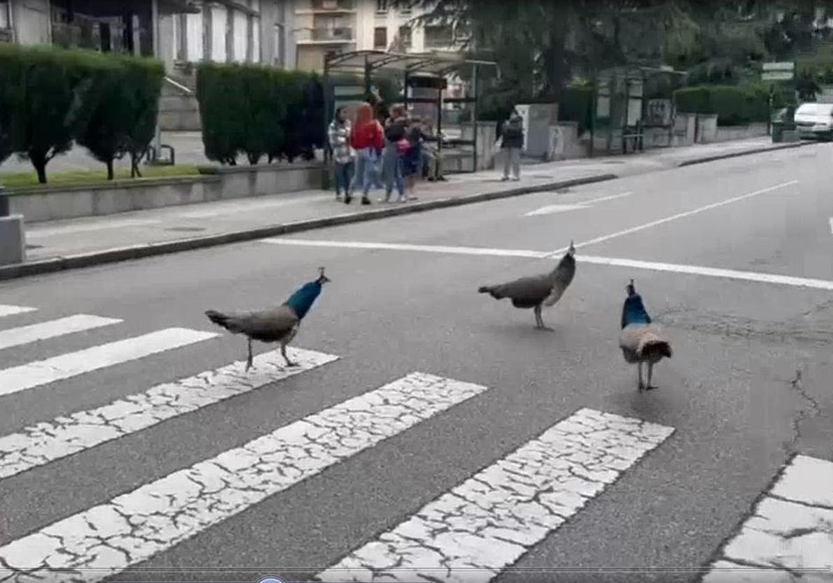 Los tres pavos reales, en medio de la carretera.