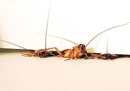 Crece el número de cucarachas mutantes: lo que no debes hacer si te las encuentras