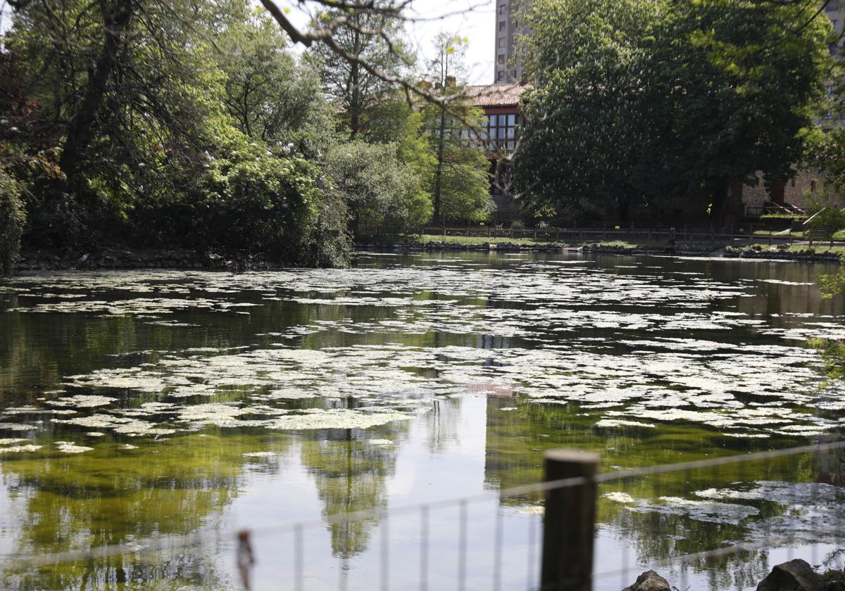 Algas filamentosas que infestan desde hace días las aguas del estanque grande del parque de Isabel la Católica. El problema tiene su origen en el Canal del Molín.