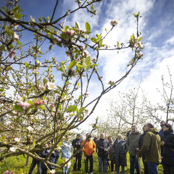 La floración del manzano, un recurso turístico en crecimiento
