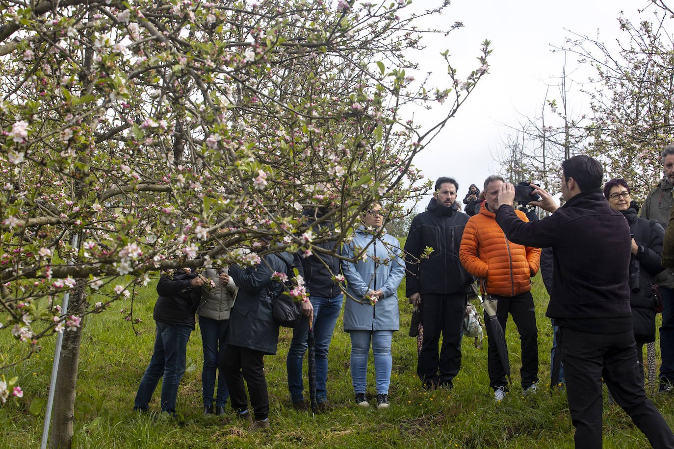 Un paseo entre los manzanos en flor de Asturias