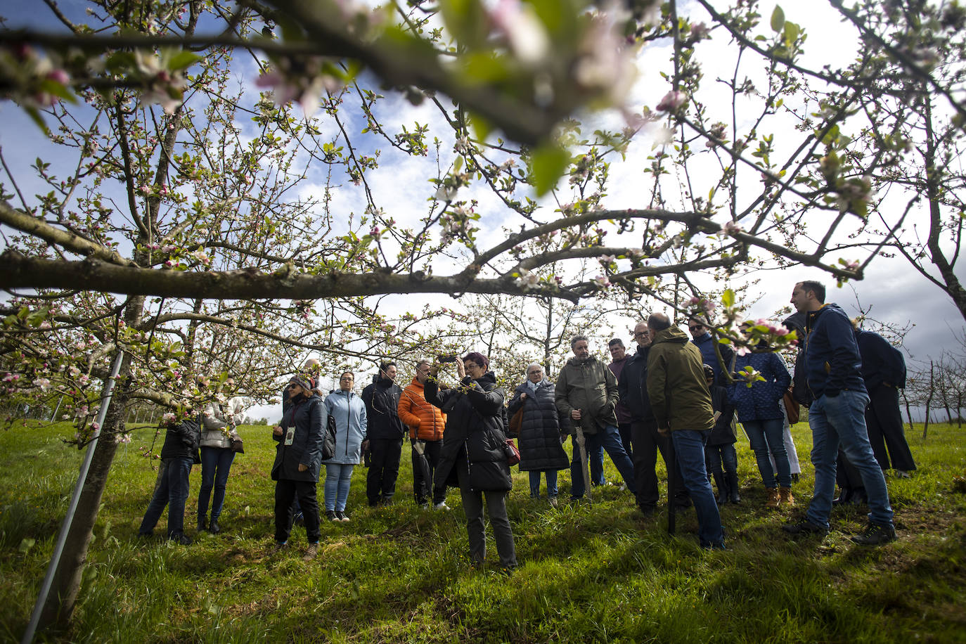 Un paseo entre los manzanos en flor de Asturias