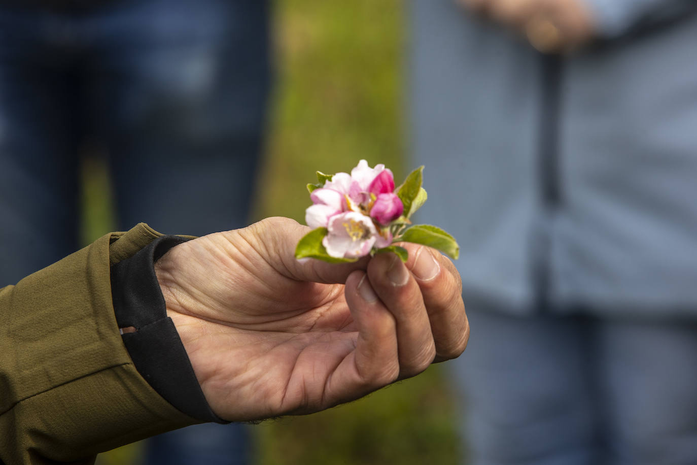 Un paseo entre los manzanos en flor de Asturias