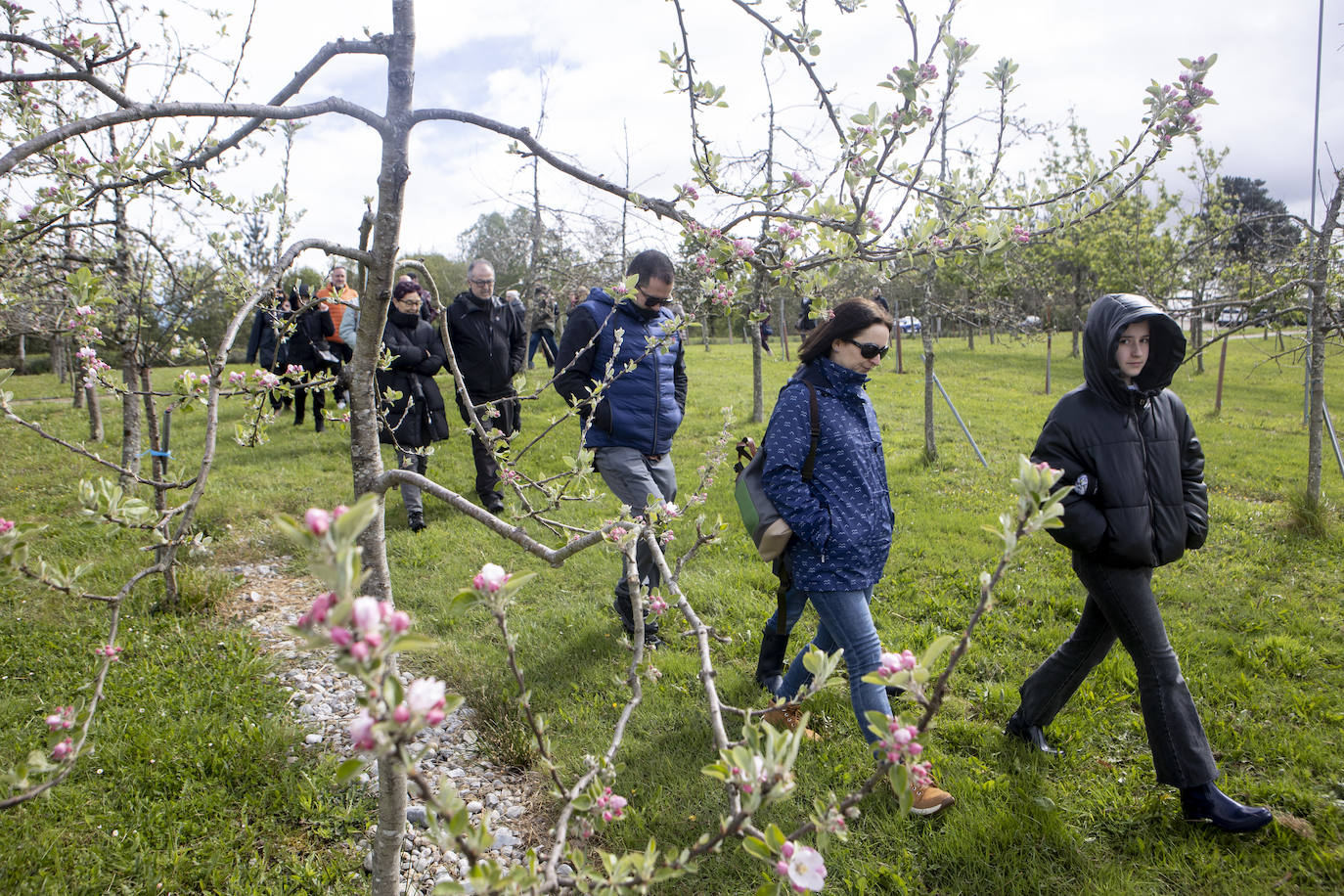 Un paseo entre los manzanos en flor de Asturias