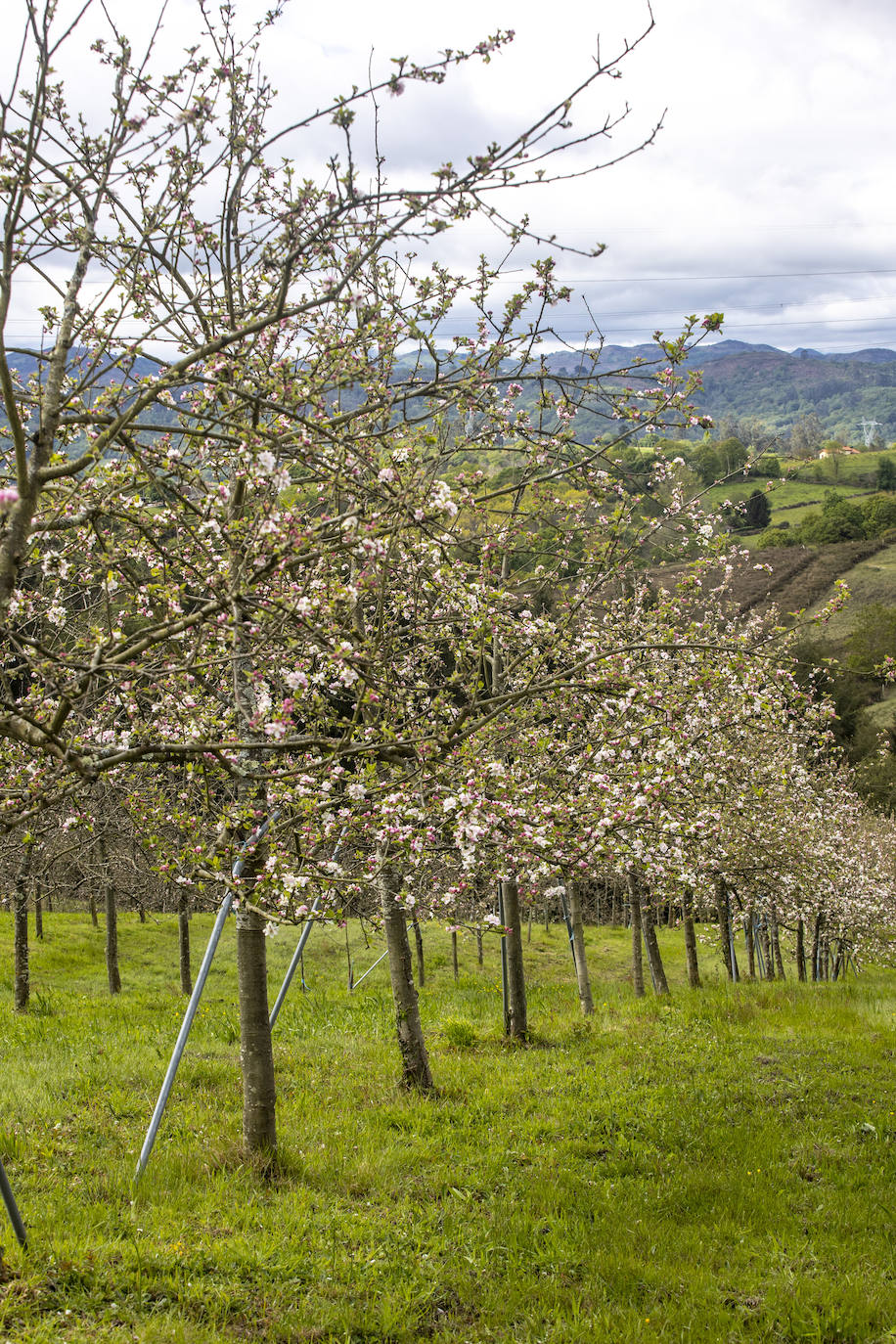 Un paseo entre los manzanos en flor de Asturias