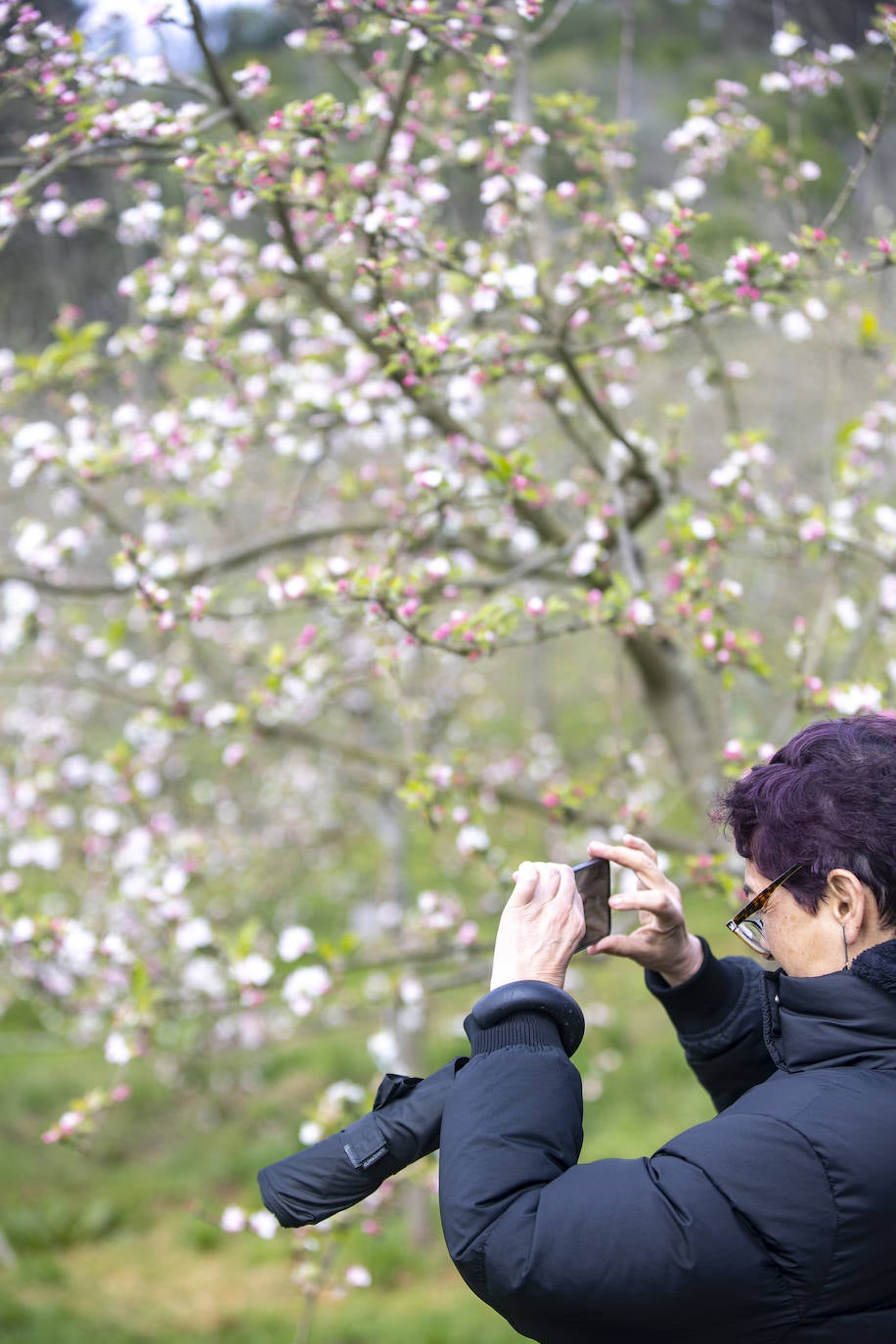 Un paseo entre los manzanos en flor de Asturias