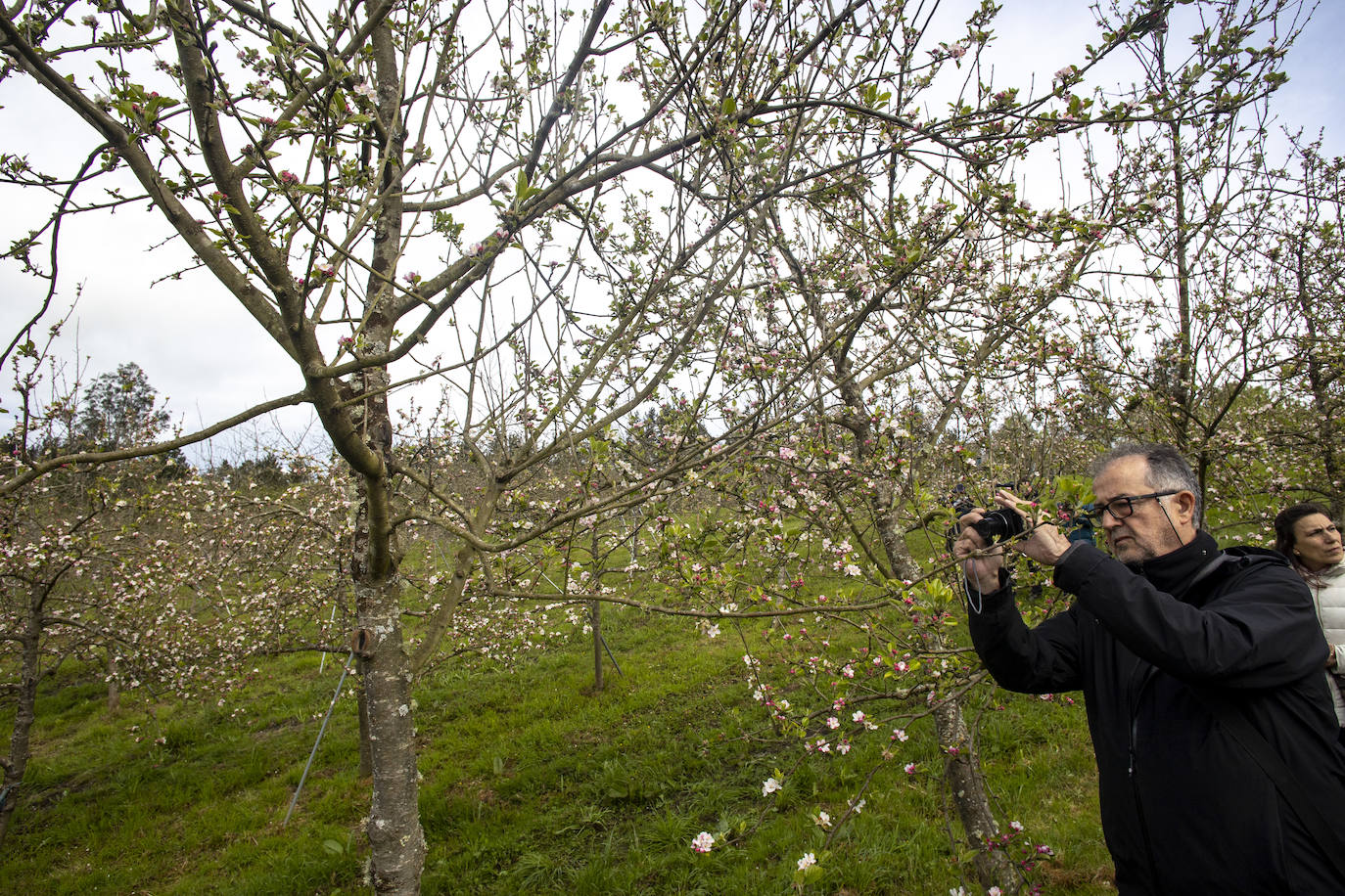 Un paseo entre los manzanos en flor de Asturias