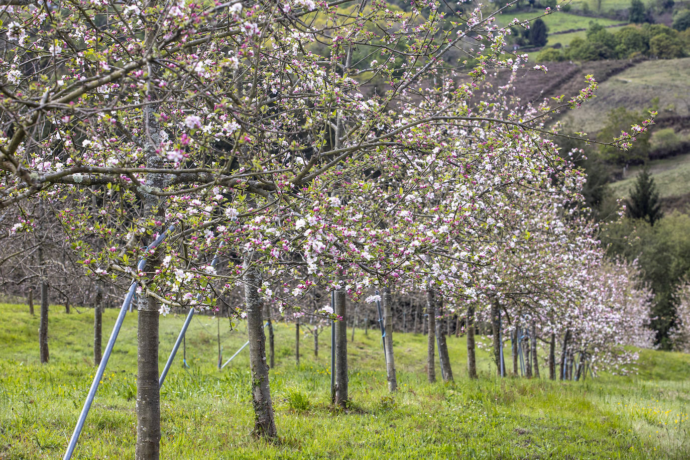 Un paseo entre los manzanos en flor de Asturias