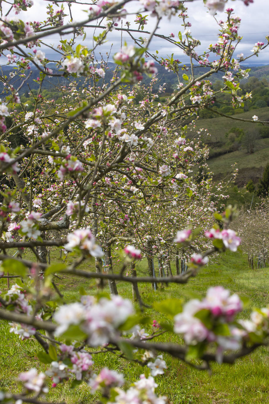 Un paseo entre los manzanos en flor de Asturias