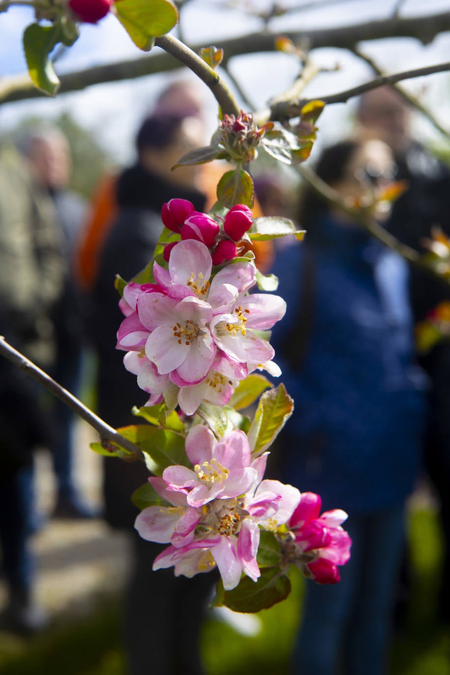 Un paseo entre los manzanos en flor de Asturias