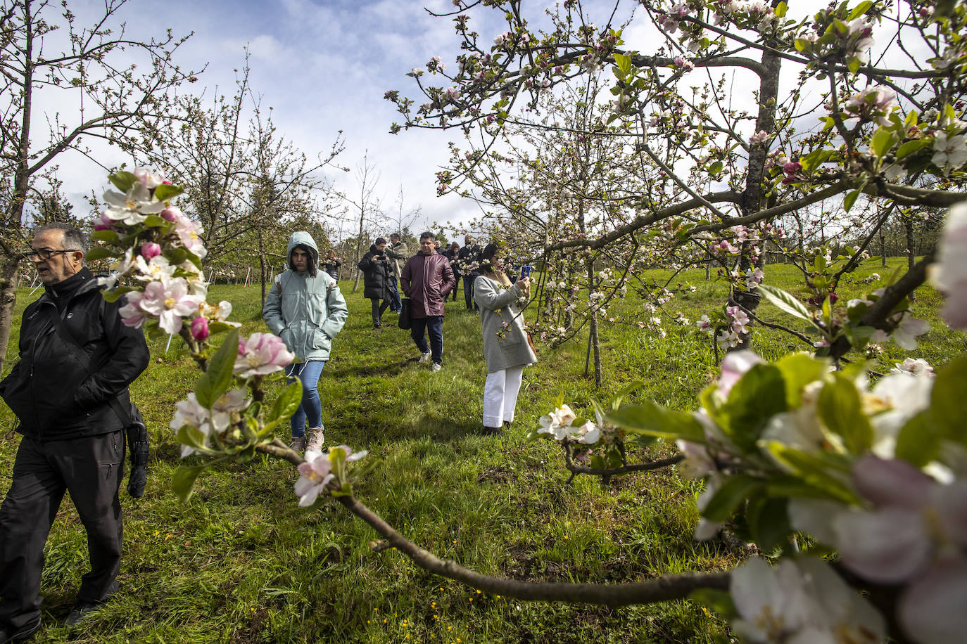 Un paseo entre los manzanos en flor de Asturias