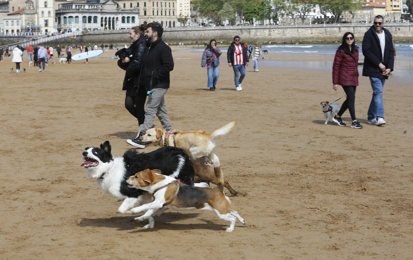 Los perros se despiden de San Lorenzo