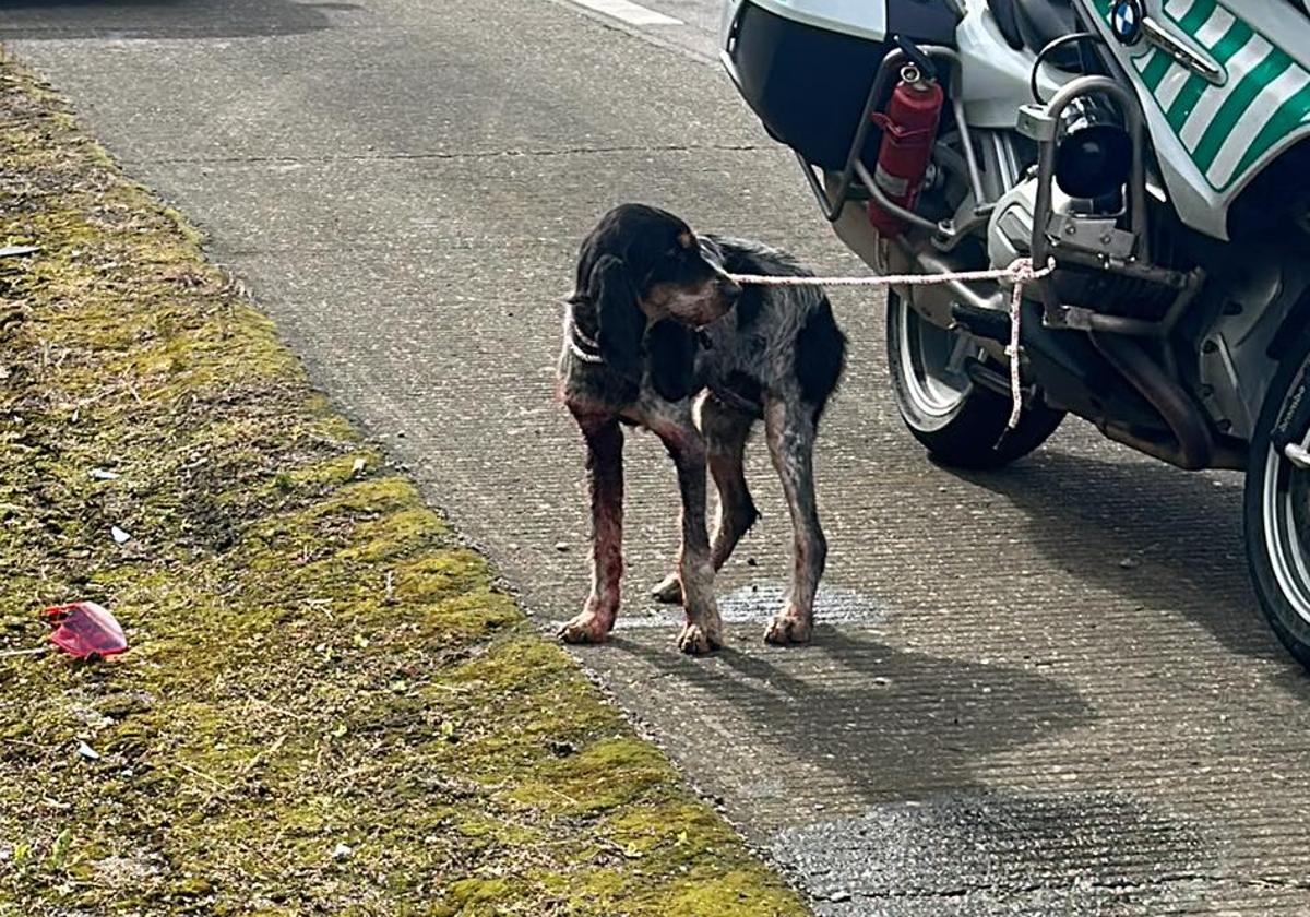 Susto en la A-64, a la altura de Parque Principado, por un perro desorientado