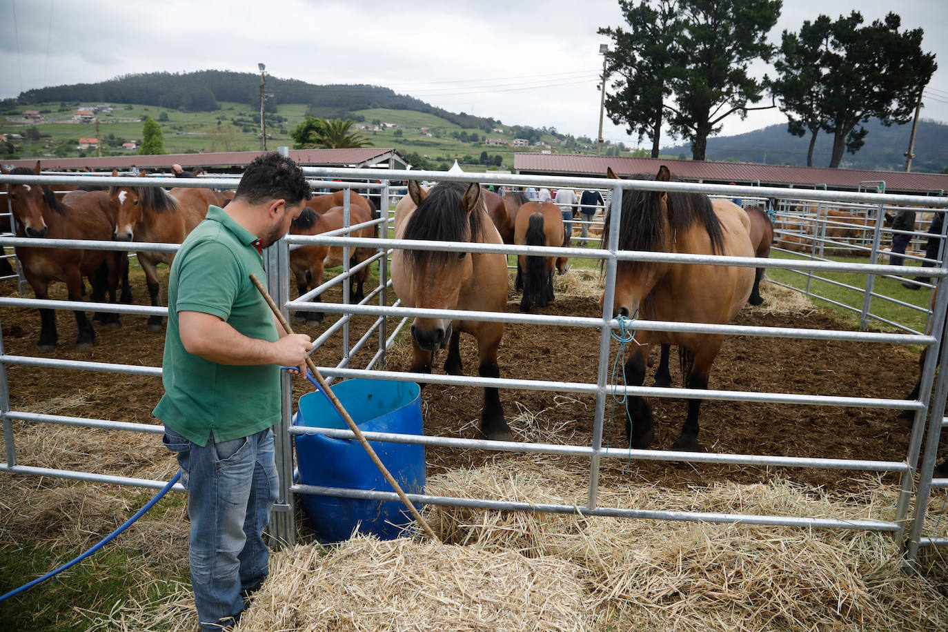 La feria de ganado de Llanera se supera