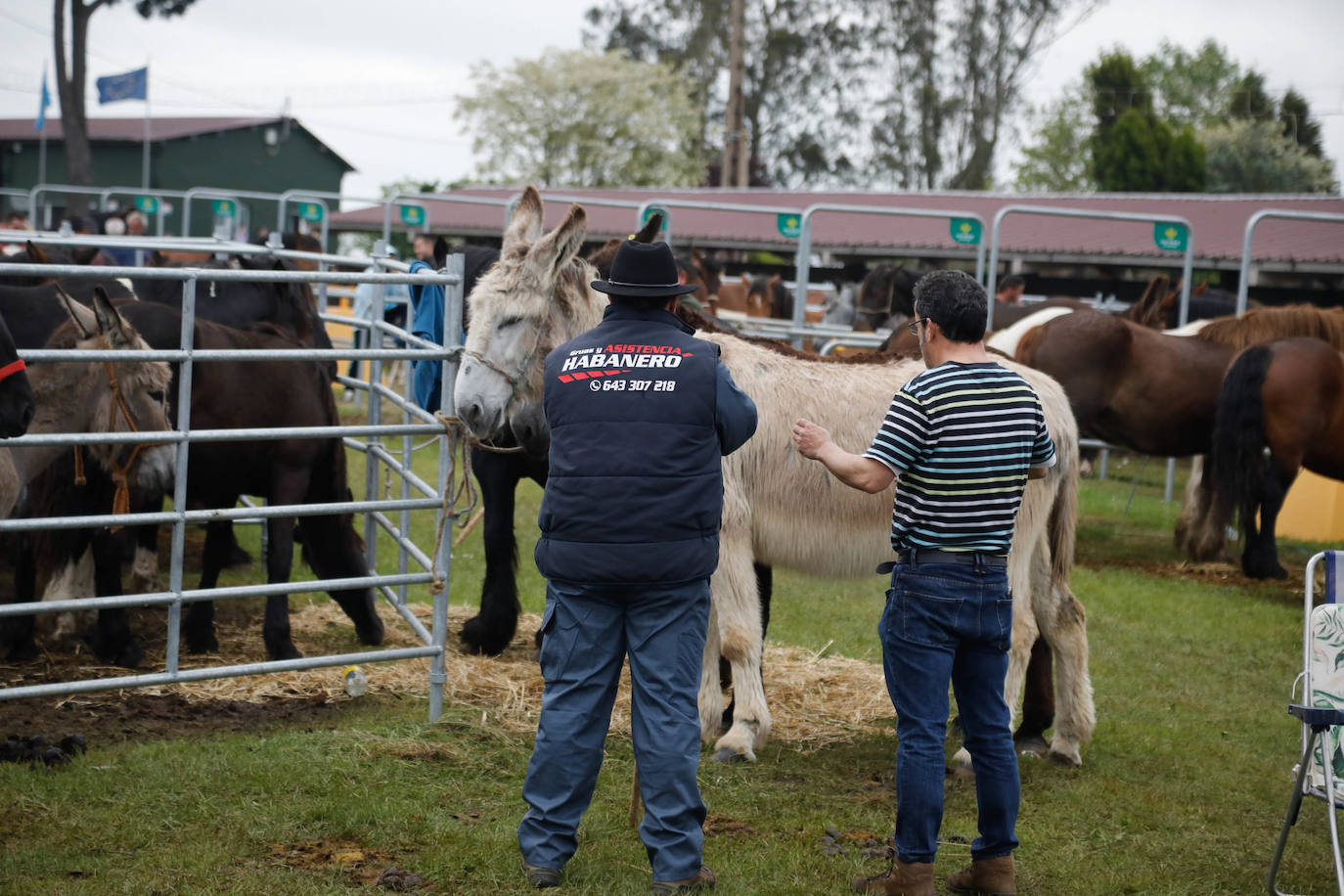 La feria de ganado de Llanera se supera