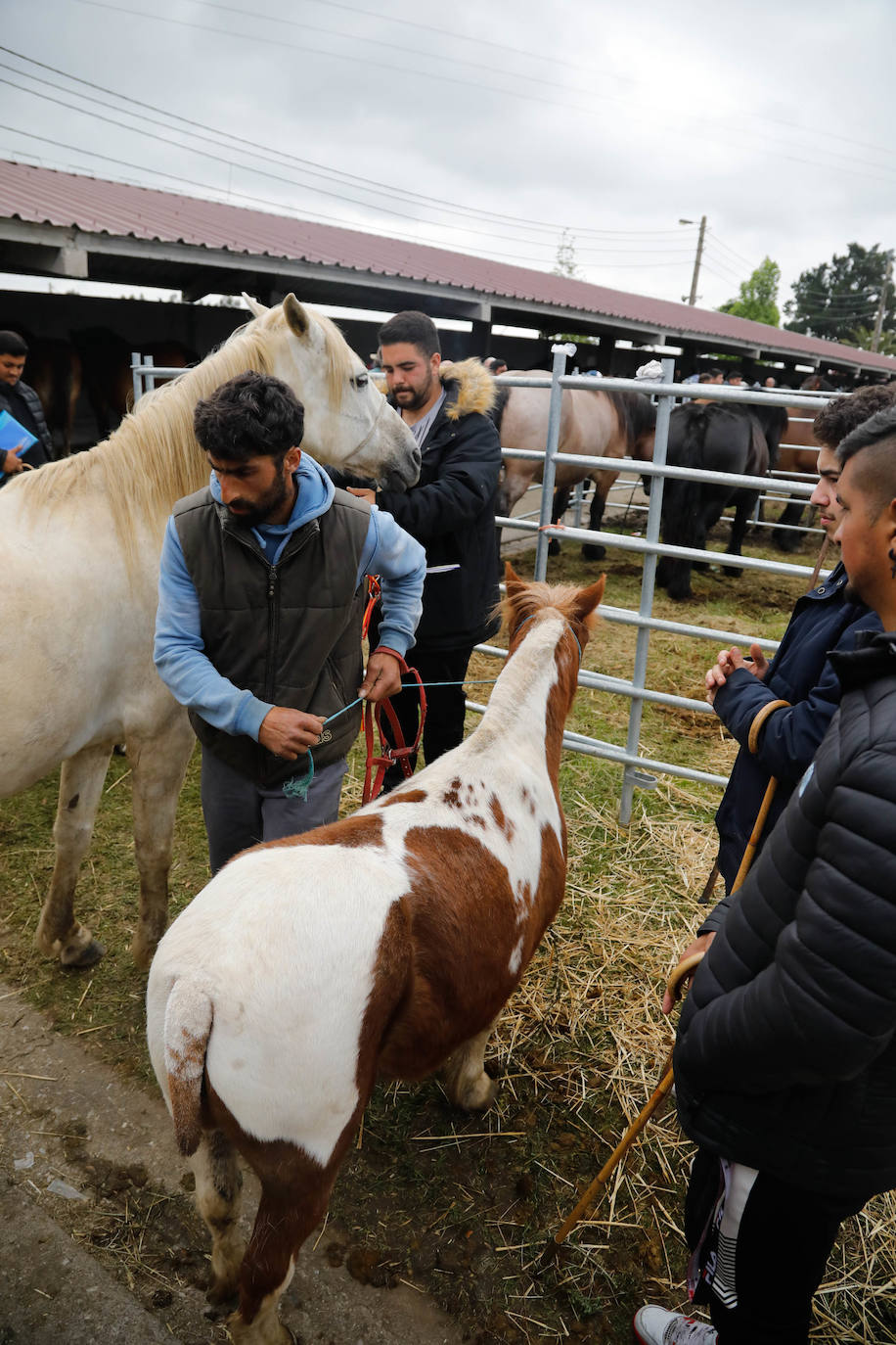 La feria de ganado de Llanera se supera