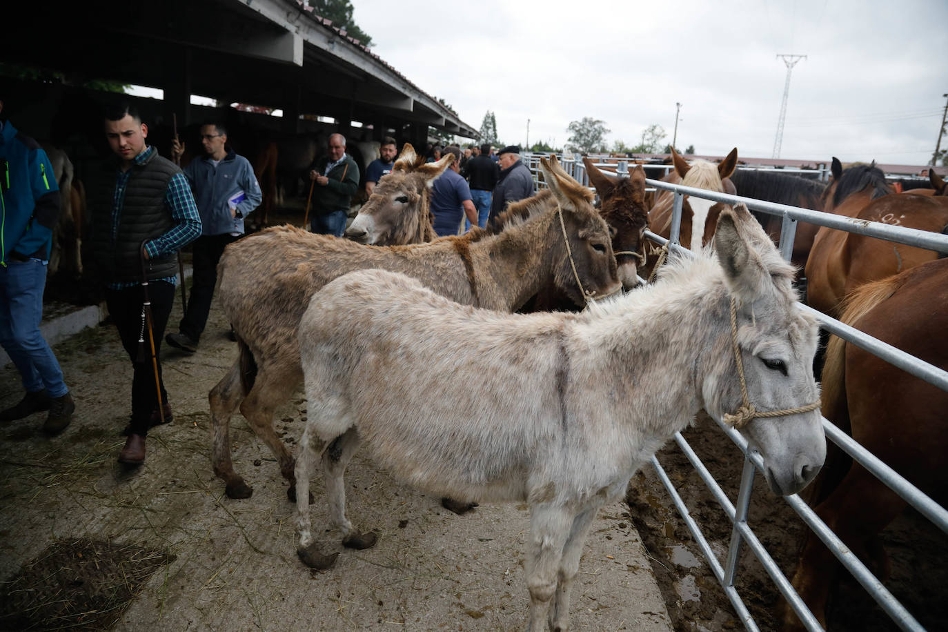 La feria de ganado de Llanera se supera