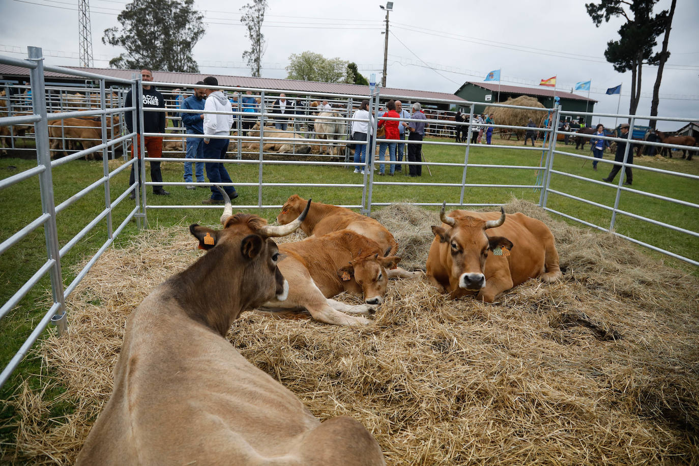 La feria de ganado de Llanera se supera