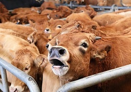 Las ayudas a las agrupaciones de defensa sanitaria ganadera se elevan hasta los 170.000 euros