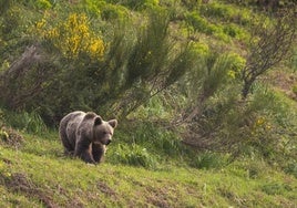 Un oso, en pleno parque de Somiedo.