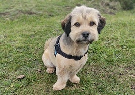 'Vladi' (de 'Vladimir'), el perro rescatado este martes en Llanes.