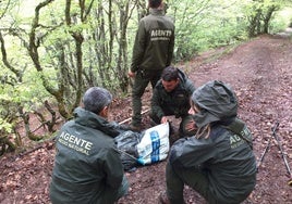 Los agentes de Medio Rural recuperan el cuerpo de la osa.