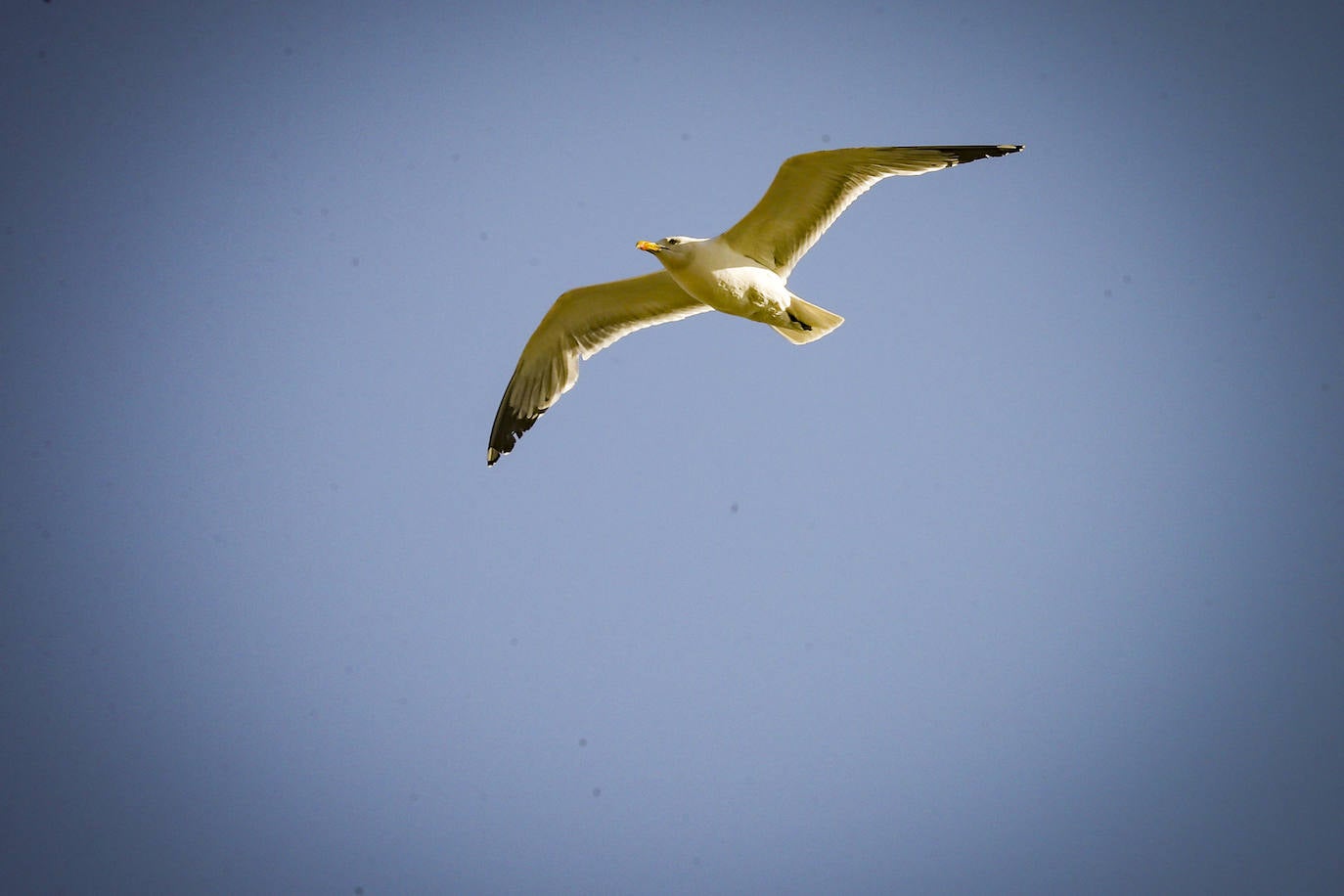 Aeronaves del Ejército del Aire, del de Tierra y de la Armada en el cielo de Gijón