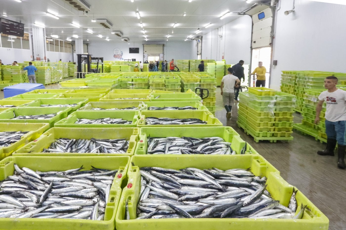 La Lonja recibió ayer 75.000 cajas de bocarte con una media de ocho kilos de pescado cada una de ellas.