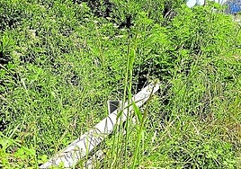 La maleza se ha comido ya parte de los carriles.