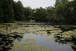 Infestación de algas del estanque grande del parque de Isabel la Católica, en el que se invirtieron hace poco más de 900.000 euros para su dragado.