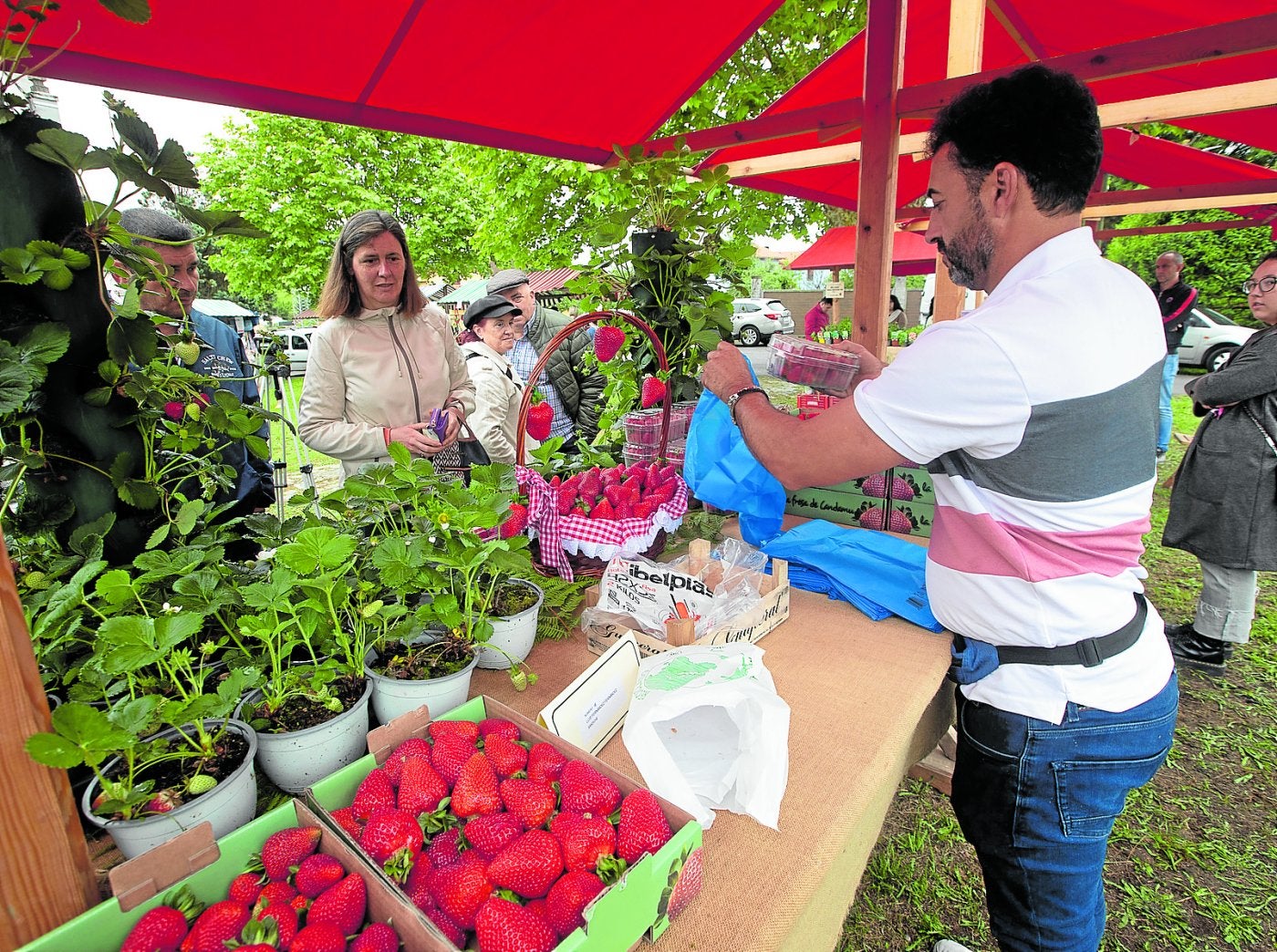 t Festival. Grullos volvió a teñirse de rojo para celebrar la cosecha anual de fresa.FOTOS: MARIETA