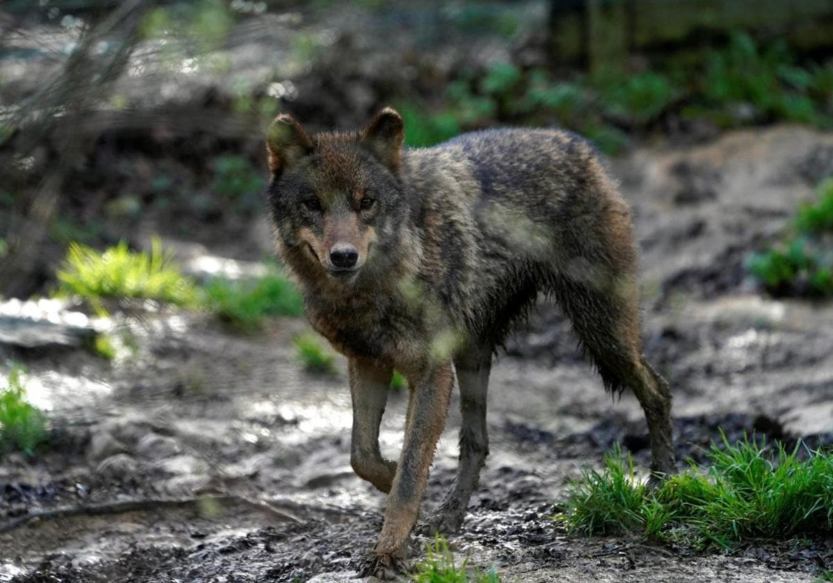 Un lobo ibérico.