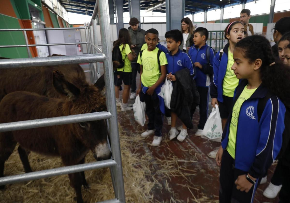 La Feria de San Antonio de Gijón, en imágenes