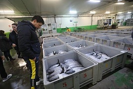 Bonito preparado para la subasta en la lonja de Avilés.